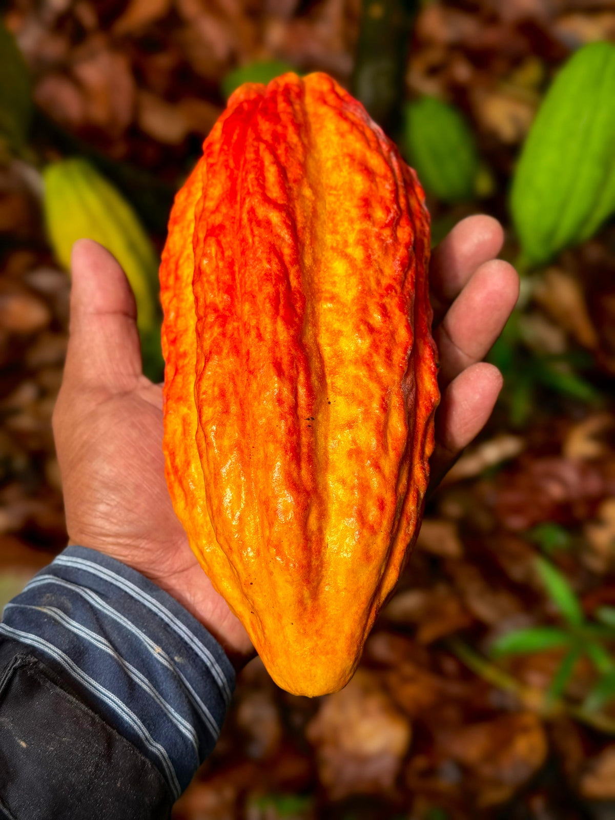 Finca Kampura, Guatemala | 100% Ritual Drinking Cacao