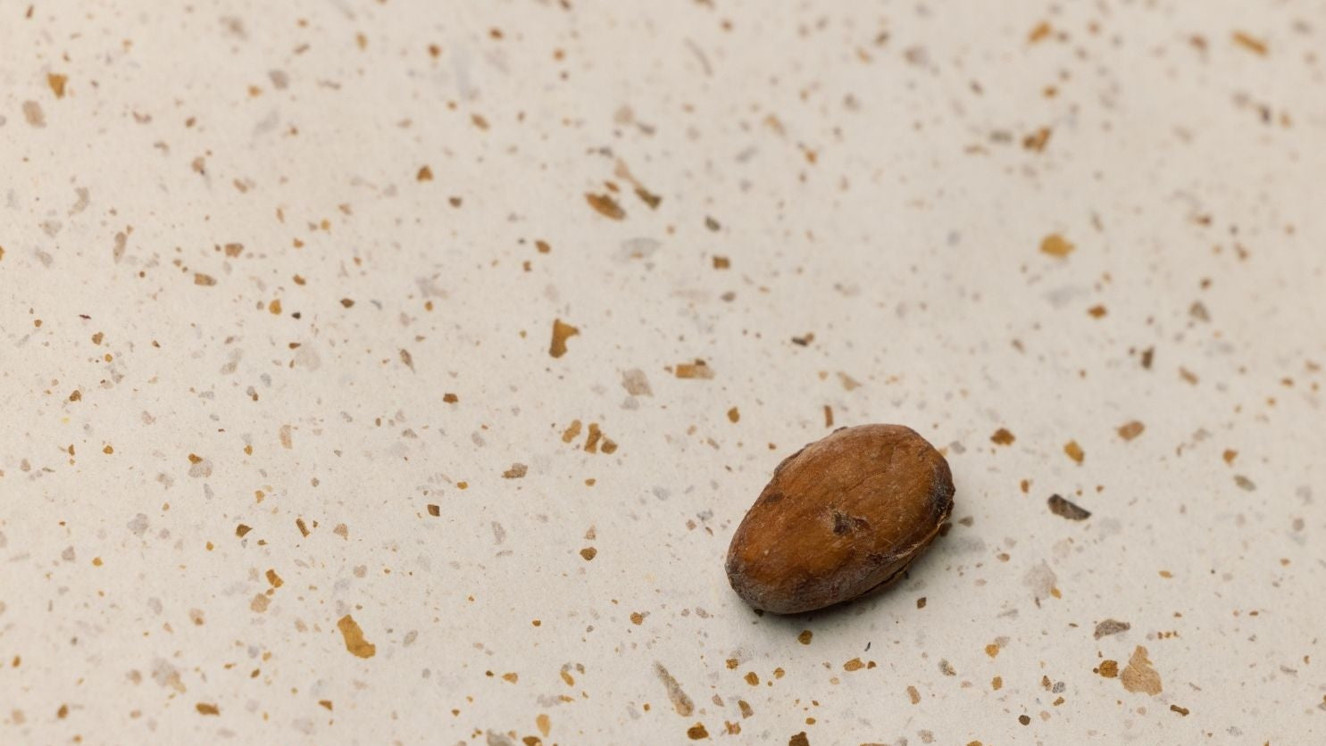 cacao bean husk farm traceable Ecuador ritual drinking cacao