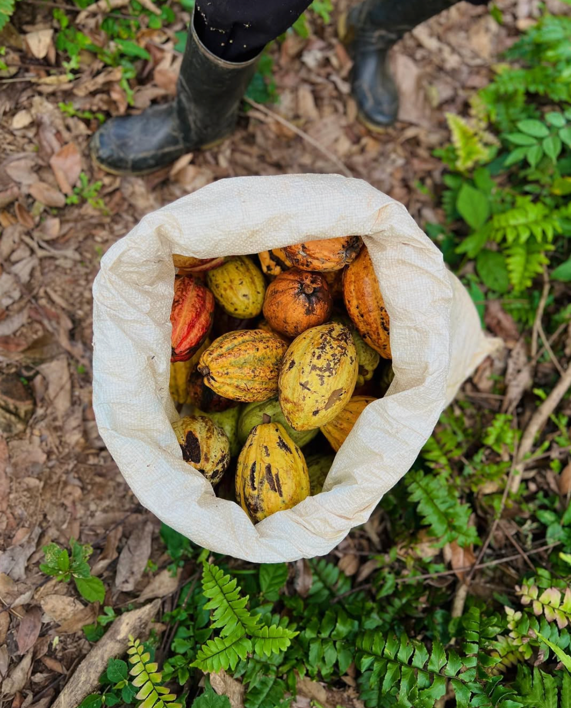 3 Cacao Bar Bundle: El Porvenir 77% Guatemala